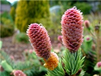 8b3db95b-Picea_pungens d.jpg